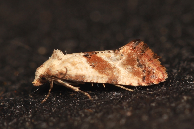 Cochylis epilinana DUPONCHEL, 1842????